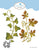 Elizabeth Craft Designs - Die - Elegant Leaves 2 (7522)