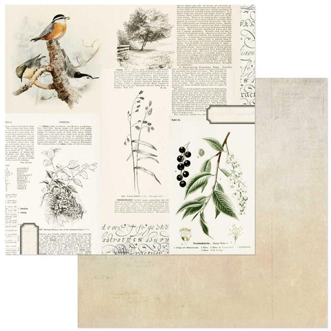 Curator Meadow - 49 And Market - Double-Sided Cardstock 12"X12" - Juniper