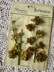 Petaloo - Botanica Collection - Faux Dried Floral Ephemera - Green (6600)